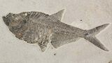 Fossil Fish Wall Mounted Plate - Wyoming #51344-4